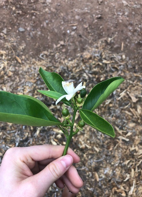 LGS Darling Citrus Chile Groves - 5