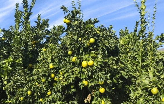 Chile Lemon Field - Edited-png-1-1