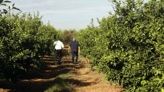 LGS_Moroccan Citrus Grove-1