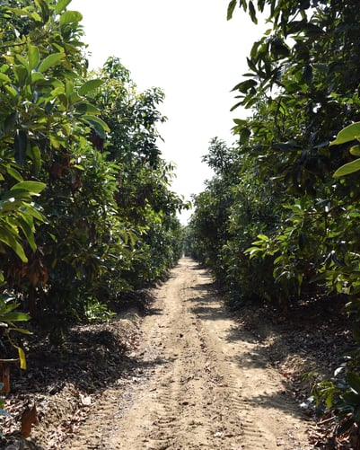 Peru field