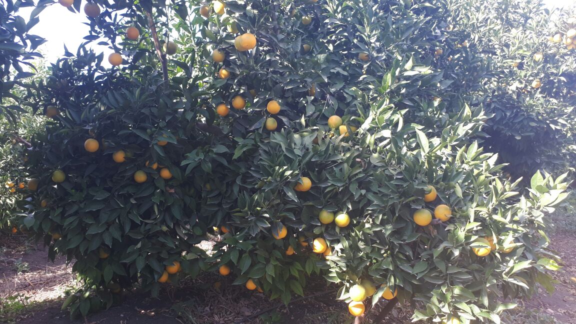 In the Fields: Moroccan Mandarins