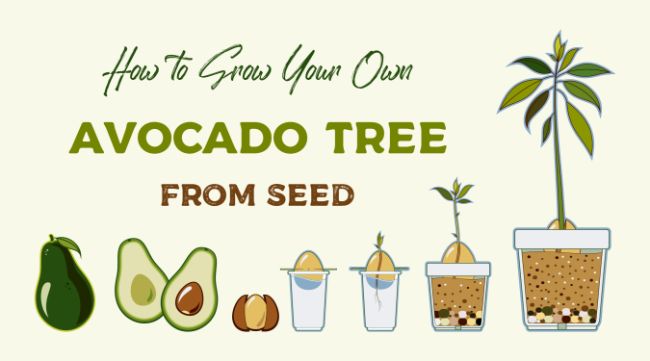 how-to-grow-an-avocado-from-seed-20