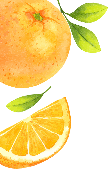 illustration of some oranges