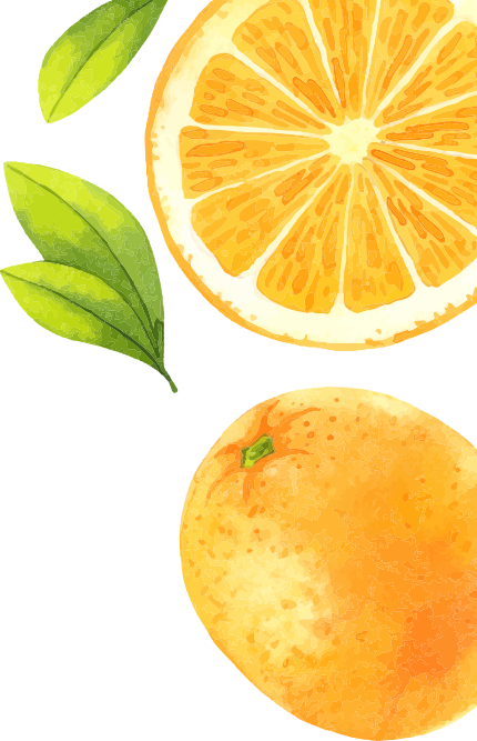illustration of some oranges